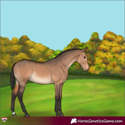 Horse Color:Brown Dun 