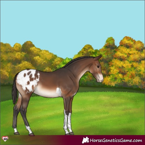 Horse Color:Brown Tobiano Blanket 
