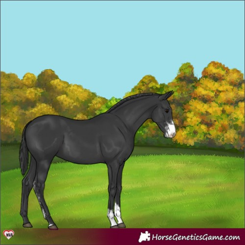 Horse Color:Black Sabino 