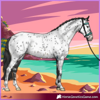 Horse Color:Black Appaloosa