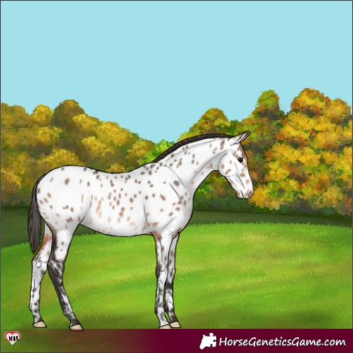 Horse Color:Brown Dun Near Leopard 
