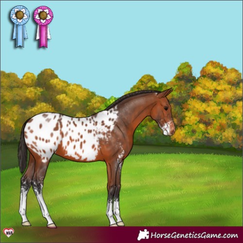 Horse Color:Bay Sabino Appaloosa 