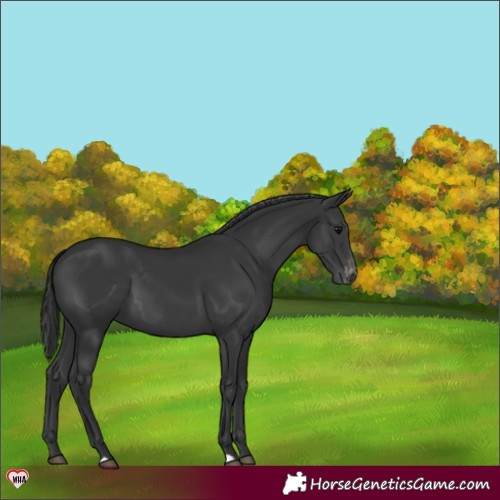 Horse Color:Black Appaloosa 