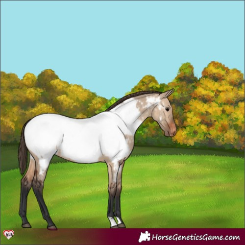 Horse Color:Brown Dun Near Fewspot 