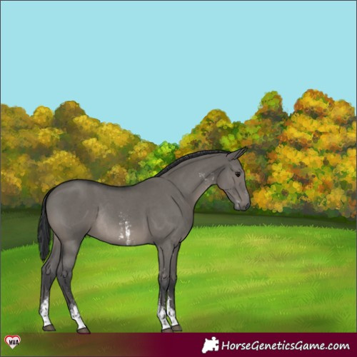 Horse Color:Grullo Sabino Rabicano 