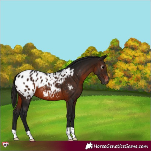Horse Color:Gray Brown Appaloosa 