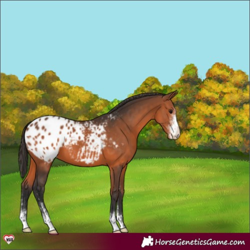 Horse Color:Bay Sabino Appaloosa 