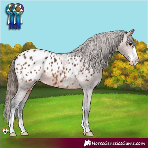 Horse Color:Bay Sabino Blanket 