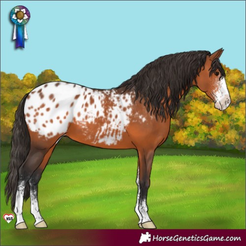 Horse Color:Bay Sabino Appaloosa 