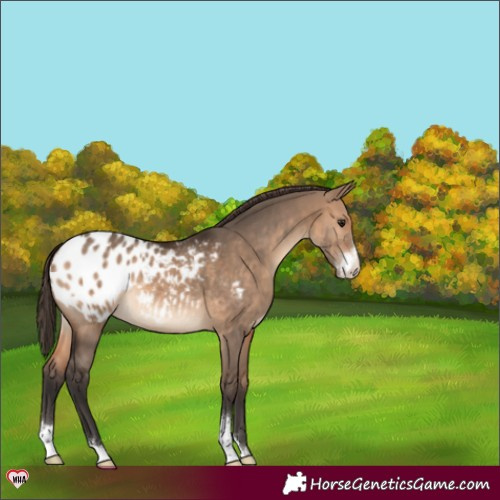 Horse Color:Brown Dun Sabino Varnish 