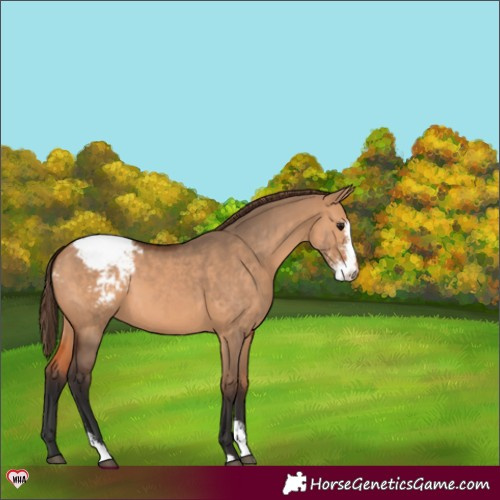 Horse Color:Bay Dun Sabino Varnish 