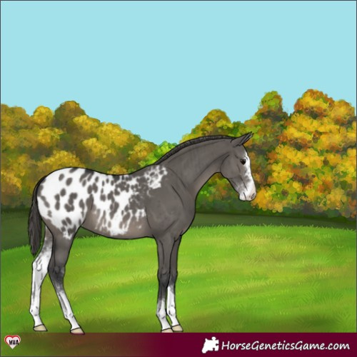 Horse Color:Grullo Sabino Appaloosa Brindle 