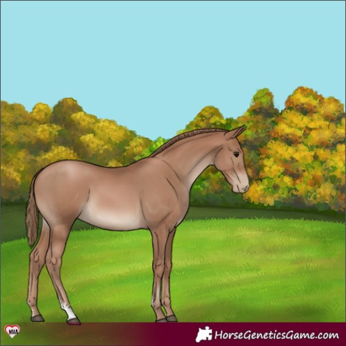 Horse Color:Black Pearl Sabino 