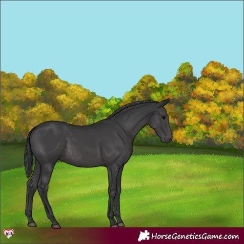 Horse Color:Black 