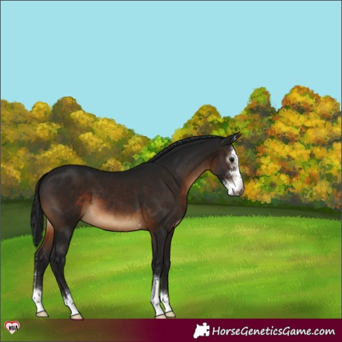 Horse Color:Gray Brown Sabino 