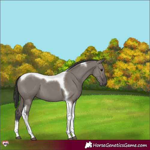 Horse Color:Grullo Tobiano 