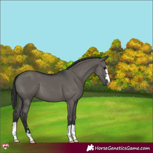 Horse Color:Grullo 