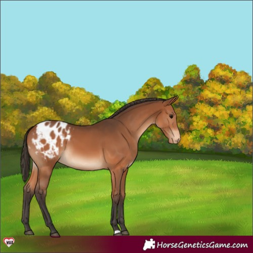 Horse Color:Bay Appaloosa 