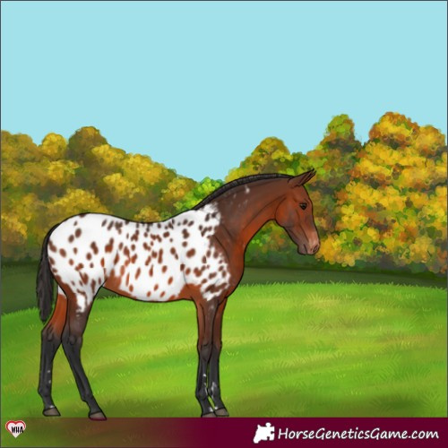 Horse Color:Brown Appaloosa 
