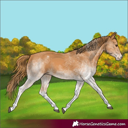 Horse Color:White Spotted Chestnut Tobiano