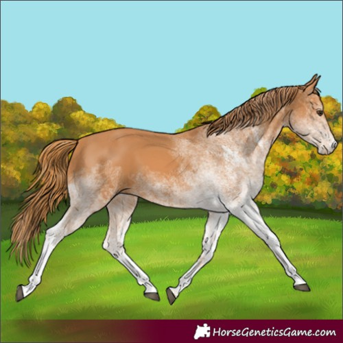 Horse Color:White Spotted Chestnut 