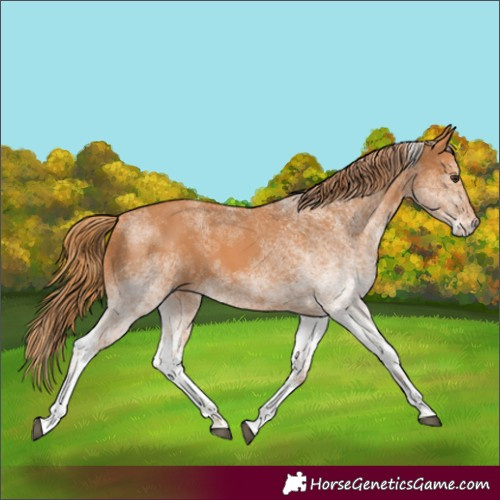 Horse Color:White Spotted Chestnut