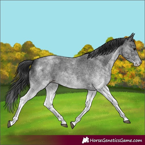 Horse Color:White Spotted Blue Roan 