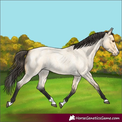 Horse Color:Buckskin Roan Dun Splash