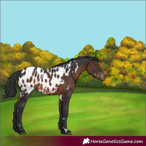 Horse Color:White Spotted Brown Appaloosa Rabicano 