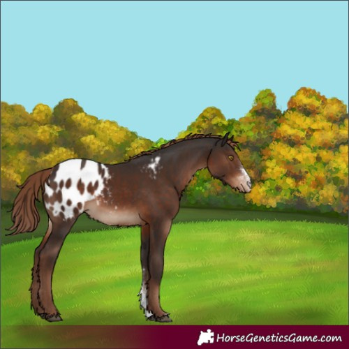 Horse Color:Liver Chestnut Sabino Blanket Rabicano 