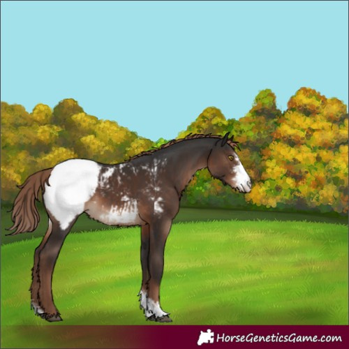 Horse Color:Liver Chestnut Sabino Appaloosa 