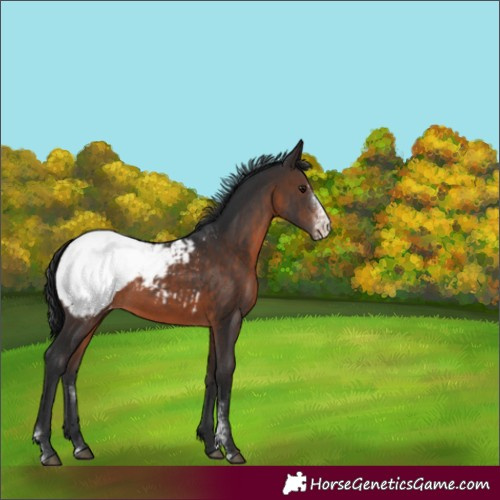 Horse Color:Brown Sabino Snowcap Rabicano 