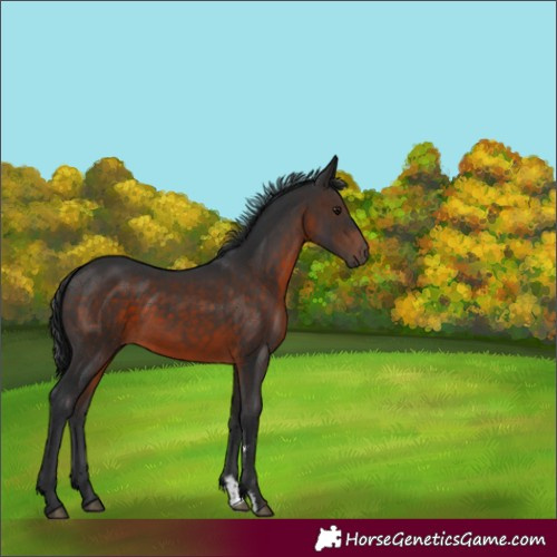 Horse Color:Brown Sabino Rabicano 