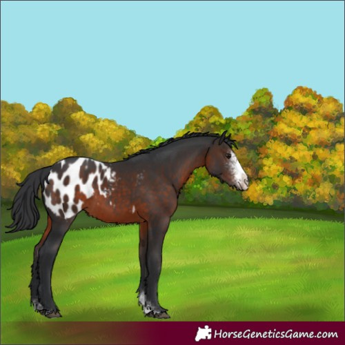 Horse Color:Brown Sabino Appaloosa 