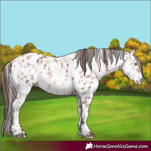 Horse Color:Amber Champagne Appaloosa  and White Spotted Amber Champagne Appaloosa 