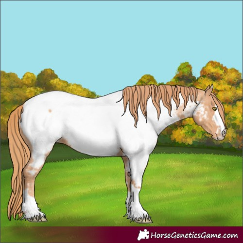 Horse Color:Gold Champagne Appaloosa