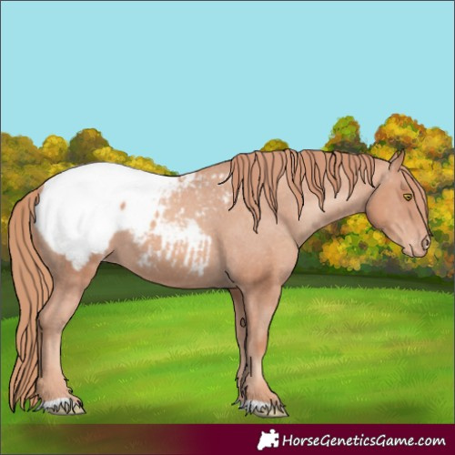 Horse Color:Gold Champagne Appaloosa 