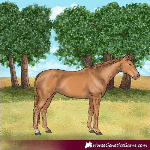 Horse Color:Chestnut 