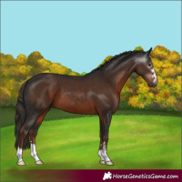 Horse Color:Gray Liver Chestnut 