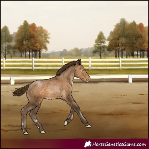 Horse Color:Gray Buckskin Pearl 