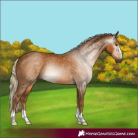 Horse Color:Gray Palomino