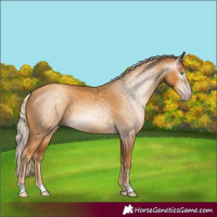 Horse Color:Gray Gold Cream Champagne