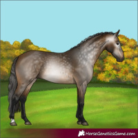 Horse Color:Gray Buckskin