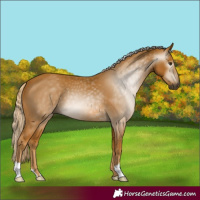 Horse Color:Gray Palomino 