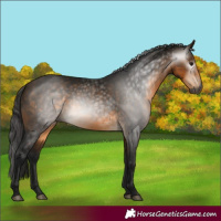 Horse Color:Gray Buckskin 