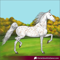 Horse Color:Silver Bay Dun Appaloosa 