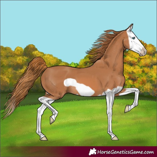Horse Color:Chestnut Splash Frame 