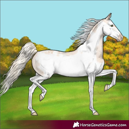 Horse Color:Gold Champagne Splash Frame Appaloosa 