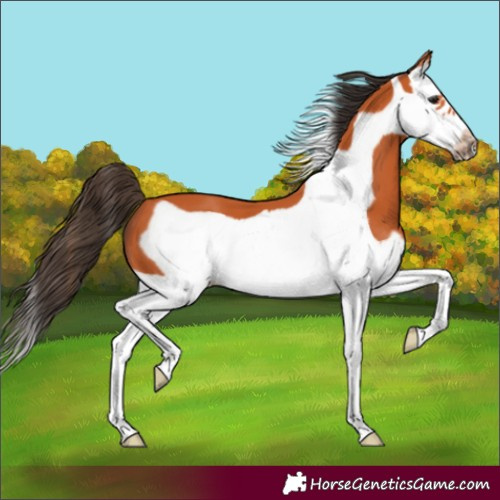 Horse Color:Bay Splash Frame 