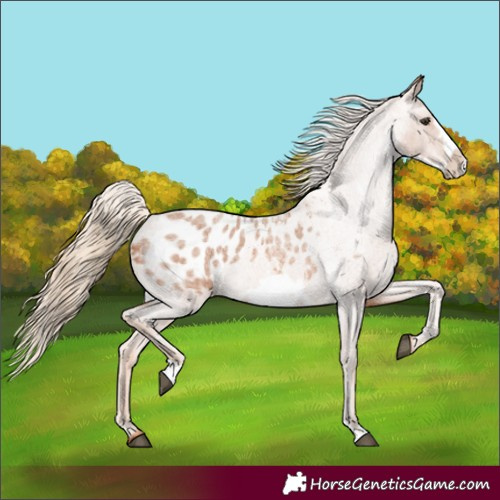 Horse Color:Red Roan Frame Appaloosa 